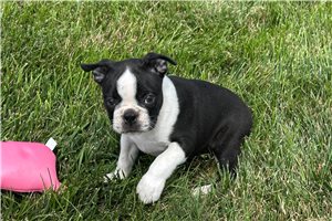 Toots - Boston Terrier for sale