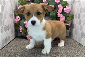 Brody - Corgi, Pembroke Welsh for sale