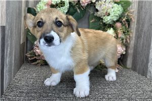 Brendon - Corgi, Pembroke Welsh for sale