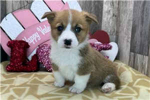 Brent - puppy for sale