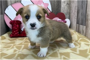 Blaze - puppy for sale
