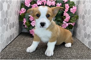 Bart - Corgi, Pembroke Welsh for sale