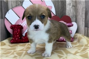 Brody - puppy for sale
