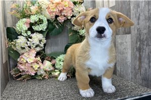 Blaze - Corgi, Pembroke Welsh for sale