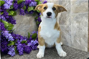 Bart - Corgi, Pembroke Welsh for sale