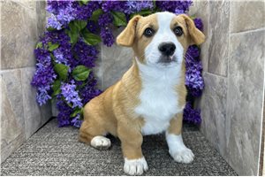 Blaze - Corgi, Pembroke Welsh for sale