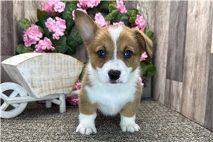 Billy - Corgi, Pembroke Welsh for sale