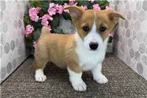 Brent - Corgi, Pembroke Welsh for sale