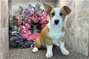 Bart - Corgi, Pembroke Welsh for sale