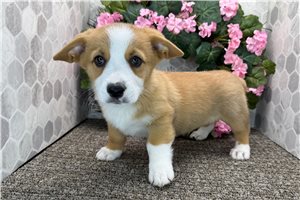 Blaze - Corgi, Pembroke Welsh for sale