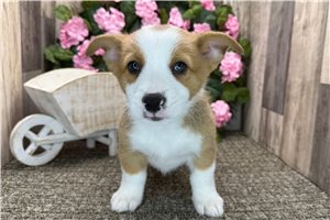 Bart - Corgi, Pembroke Welsh for sale