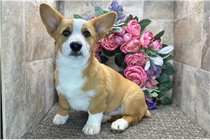 Blaze - Corgi, Pembroke Welsh for sale