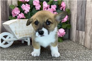 Brendon - Corgi, Pembroke Welsh for sale