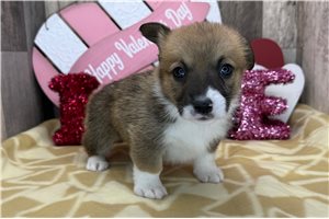 Brendon - puppy for sale