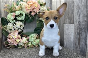 Brody - Pembroke Welsh Corgi for sale