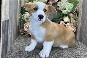 Bart - Pembroke Welsh Corgi for sale