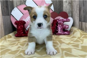Bart - Pembroke Welsh Corgi for sale