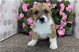 Brendon - Corgi, Pembroke Welsh for sale
