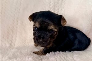 Bethany - Yorkshire Terrier - Yorkie for sale
