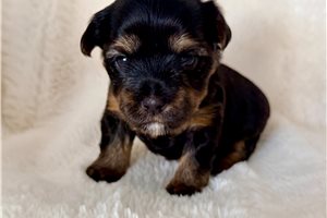 Beatrice - Yorkshire Terrier - Yorkie for sale