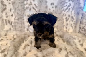 Beatrice - Yorkshire Terrier - Yorkie for sale