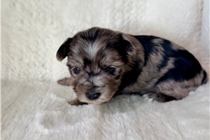 Bianca - Yorkshire Terrier - Yorkie for sale