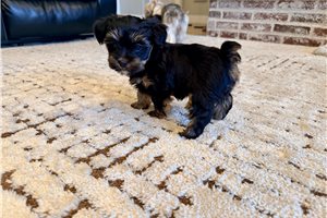 Beatrice - Yorkshire Terrier - Yorkie for sale