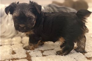 Bethany - Yorkshire Terrier - Yorkie for sale