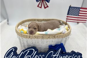 Atlas - Dachshund, Tweenie for sale