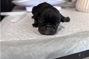 Asher - French Bulldog for sale