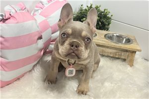 Teddy - French Bulldog for sale