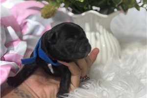 Anthony - puppy for sale