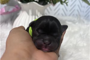 Alfred - puppy for sale
