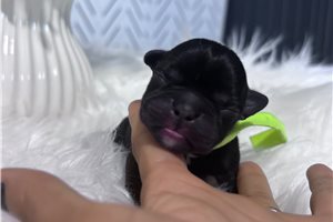Adrian - puppy for sale