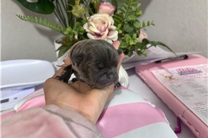 Amber - French Bulldog for sale