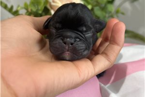Abigail - puppy for sale