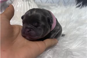 Amelia - puppy for sale