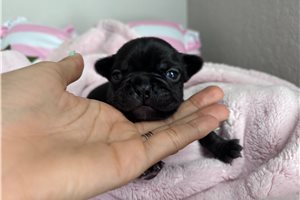 Adrian - French Bulldog for sale