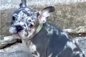 Anders - French Bulldog for sale
