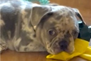 Aaron - French Bulldog for sale