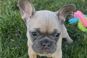 Amos - French Bulldog for sale