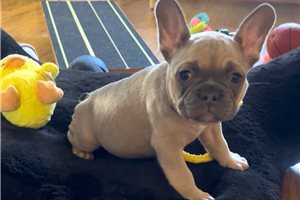 Amos - French Bulldog for sale
