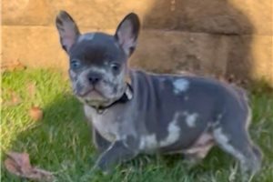 Allister - French Bulldog for sale