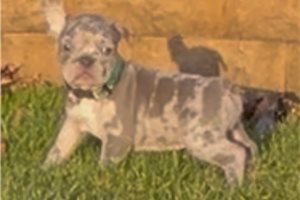 Anders - French Bulldog for sale