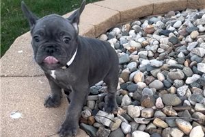 Abigail - French Bulldog for sale