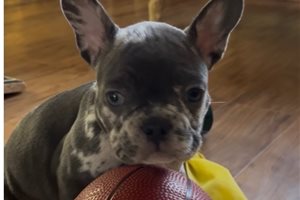 Allister - French Bulldog for sale