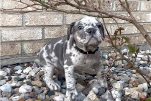 Aaron - French Bulldog for sale