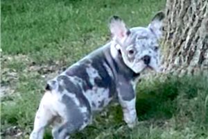 Anders - French Bulldog for sale