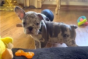 Anders - French Bulldog for sale