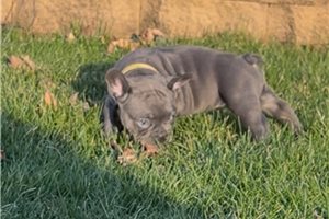 Arthur - puppy for sale